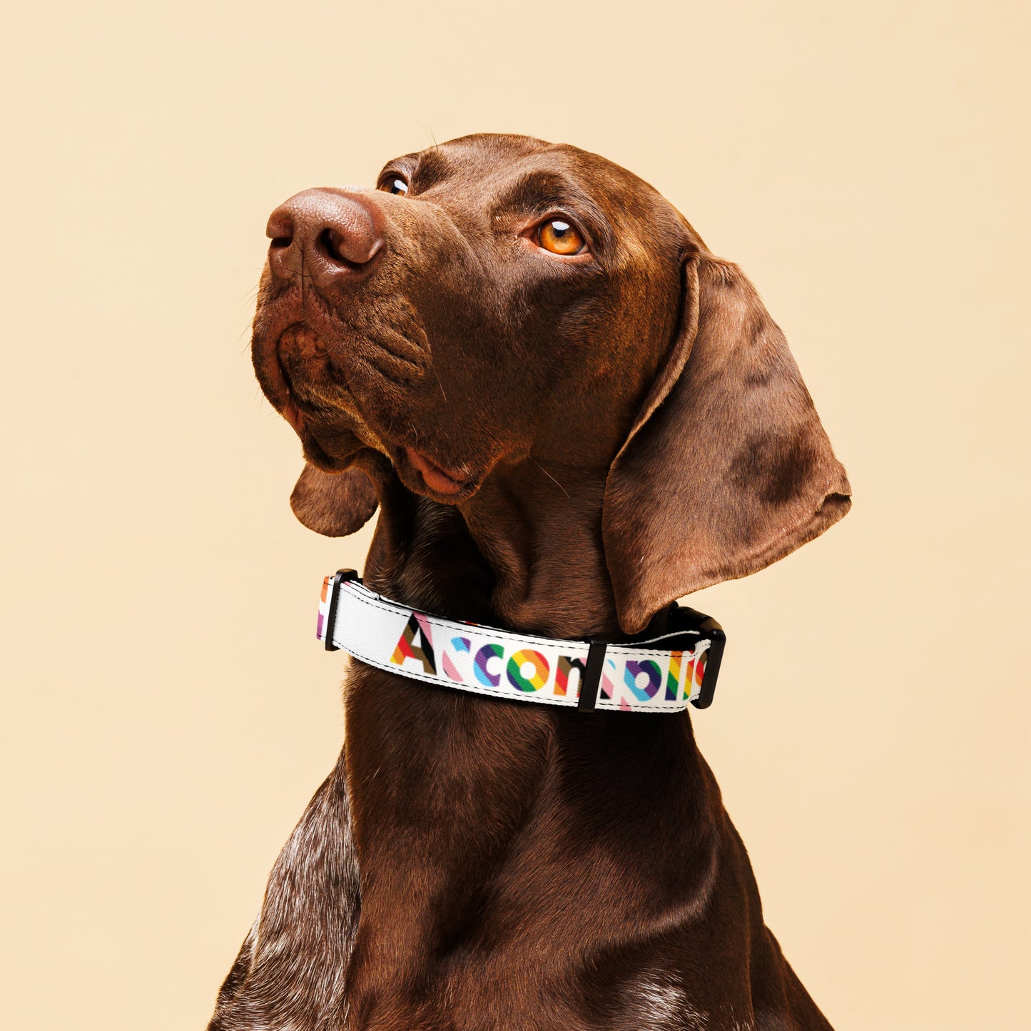 The Accomplice Lesbian dog collar